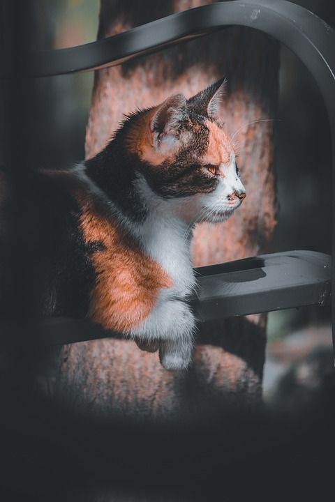 猫咪 动物医院 哺乳动物 猫 动物 小猫 肖像 老虎 可爱的