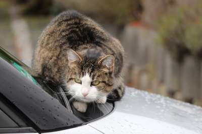 猫 是的车 挡风玻璃 发动机罩 温暖 手表 细心 家猫 家畜