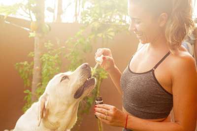 Cbd油 狗 宠物 大麻油 拉布拉多犬 实验室 女孩