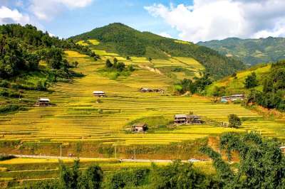山景 景观 梯田 房子 稻田 黄色 天空 蓝色的 绿色 云