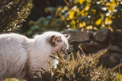 猫 国内的猫 国内动物 动物 户外 花园 猫科动物 宠物