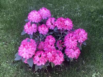 杜鹃 自然 分配 花园 工厂 衬套 花朵 树叶 夏天 花