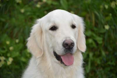 狗 婊子莫利 金毛猎犬 动物 宠物 哺乳动物 犬类 家畜