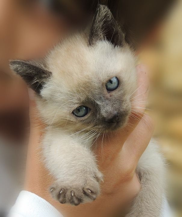 小猫 猫 动物 暹罗 宠物 看 肖像 头