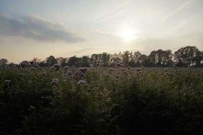 弗拉蒂奇 Phacelia Medonosná 食物 蜜蜂 绿色 肥