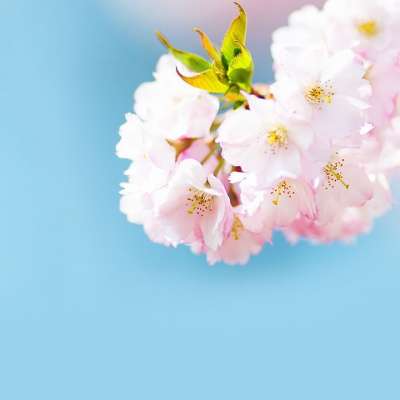 开花 粉色的 灌木 树 自然 花 春天 复制空间 复活节