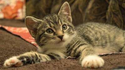 宿醉 小的 鲭鱼 小猫 家猫 家畜 可爱的 猫 猫宝宝 猫脸