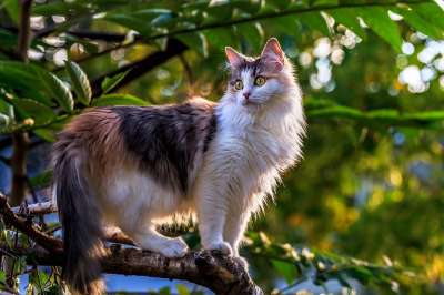 猫 动物 树 自然