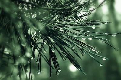 自然 森林 雨 滴