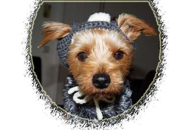 狗 服装 约克夏犬 梗犬