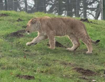 小狮子 猎人 盒 狮子 猫科动物 食肉动物 动物 捕食者 野猫