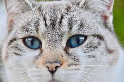 猫 胡同猫 鼻子的猫 蓝眼睛 小胡子 欧洲猫 猫蓝色的眼睛 动物