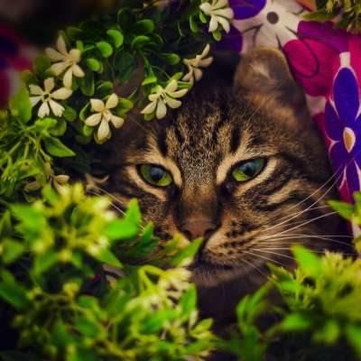 大花猫 伊斯坦布尔 可爱 宠物 猫咪 动物 猫