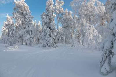 冬天 雪 芬兰 寒冷的 自然 景观 白色的 霜 树木 冻结