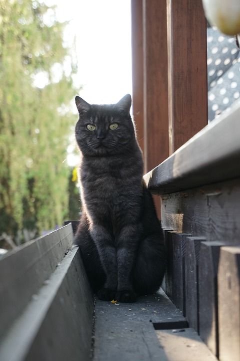 睡觉 猫 家畜 动物 可爱的 小猫 家猫 老虎 懒惰的 厌倦