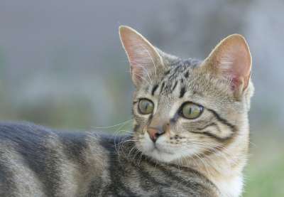 高清壁纸 小猫 猫 宠物 猫科动物 动物 毛皮 小胡子 哺乳动物
