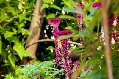自然 花朵 粉色的 春天 开花 夏天 盛开 花园 植物 花瓣
