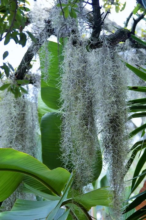 铁兰 植物 西班牙苔藓 空气女孩 老人的胡子 附生植物 凤梨