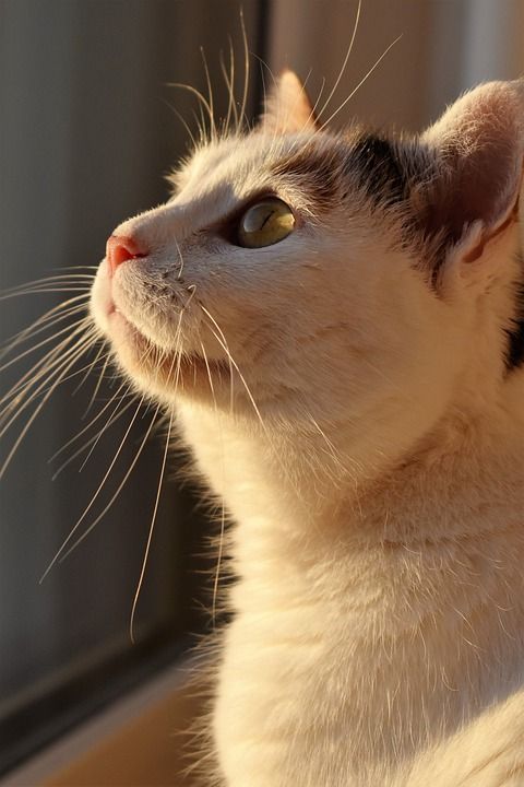 猫 白色的 动物 生物 家畜 白色的猫 看法 Katzenkopf