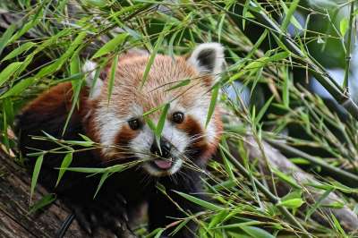 小熊猫 猫熊 熊猫 小白兔 捕食者 哺乳动物 动物园 海拉布伦