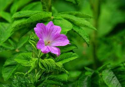 起重机法案 天竺葵 花 植物 花瓣 雌蕊 春天 自然 花园