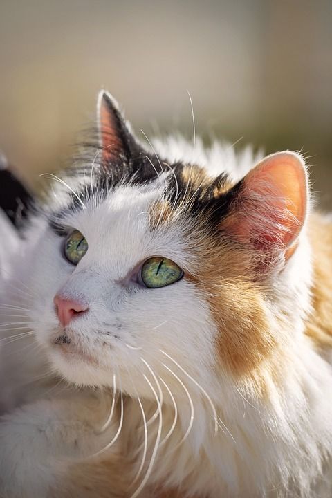 猫 动物 眼睛 毛皮 宠物 肖像