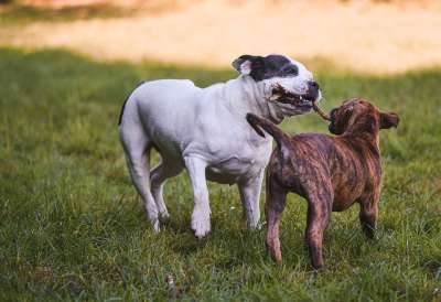 小狗 宠物 犬科动物 动物 毛皮 鼻子 哺乳动物 狗肖像 草地