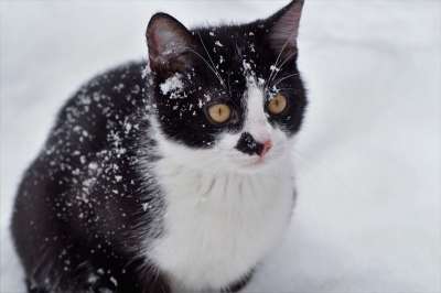 猫 小猫 雪 年轻的猫 动物 家猫 猫科动物 哺乳动物 毛皮