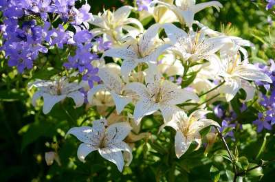 百合 花 白色的 紫点 开花了 春天 花园 盛开 紫色的 自然