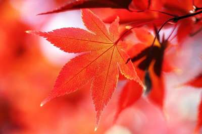 秋季 秋天的树叶 叶子 大自然 树 季节 景观 本赛季 植物