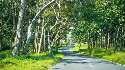 道路景观 野生动物 森林 动物 老虎 印度 丛林 尼尔吉里斯