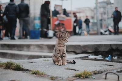 猫 宠物 动物 模糊 目睹 人们 购物 灰猫 灰色购物