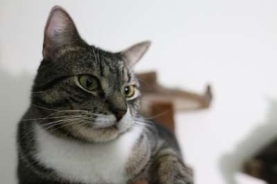 猫 动物 捕食者 野生动物园 非洲 老虎 猫科动物 皮肤 肖像