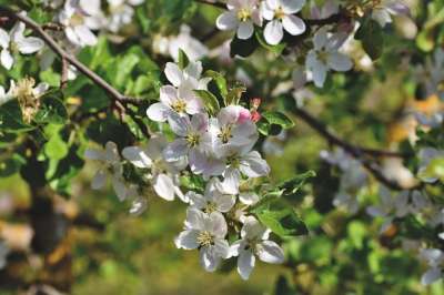苹果花 开花 苹果树 苹果 苹果树花 分支 果树 粉色的 花序