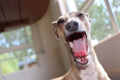 灵缇犬 狗 纯种 宠物 动物 惠比特犬 品种 犬类 谱系