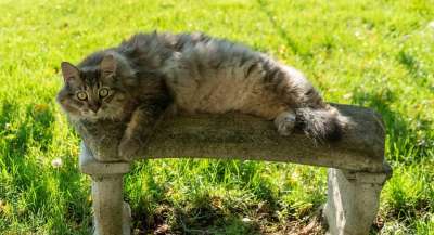 缅因库恩猫 灰色的猫 绿眼睛 休息 品种 动物 Flufft 纯种
