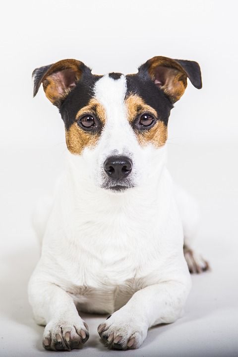 杰克 梗犬 狗 宠物