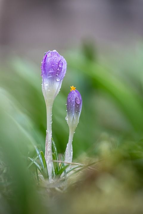 花 番红花 春天 自然 花园 紫色 露 微距摄影 盛开 开花