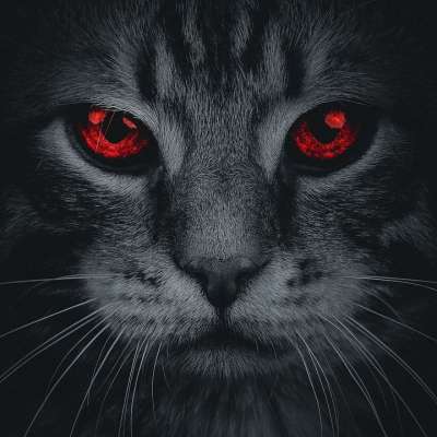 动物 猫 宠物 猫科动物 老虎 小猫 哺乳动物 眼睛 红色的