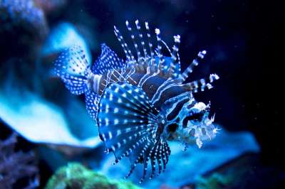 红狮子鱼 斑马鱼 鱼 水族馆 海洋生命 水生动物