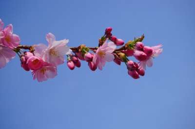 日本樱桃 开花 粉色的 科 日本樱花 观赏樱桃 樱花 树