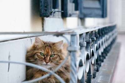 猫 脾气暴躁的 眼睛 脸 猫肖像