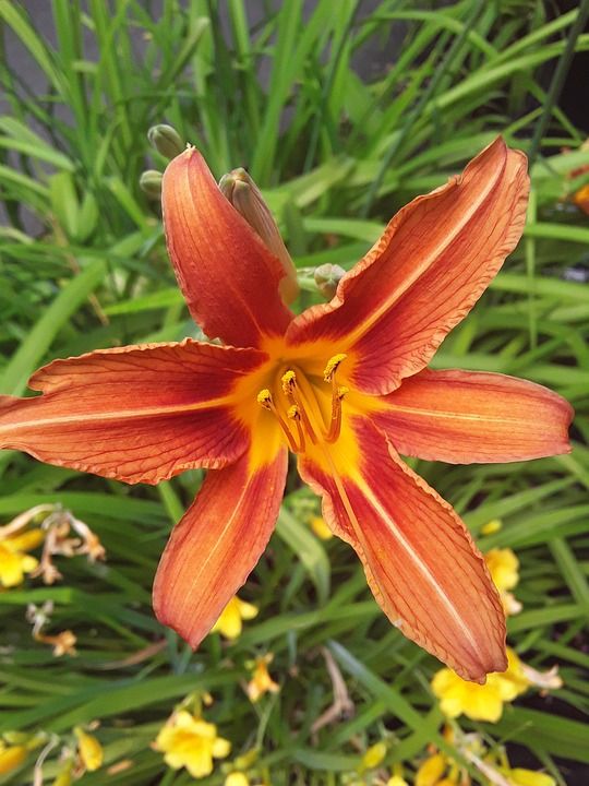 黄花菜 橙色黄花菜 花 橙花 花瓣 黄鱼黄花菜 玉米百合