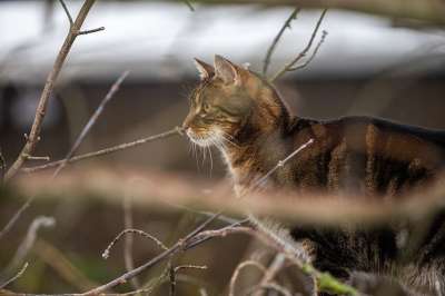 猫 动物 毛皮 家畜 户外 老虎 肖像 家猫 哺乳动物 可爱的
