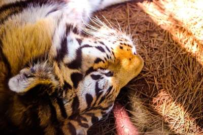 老虎 小憩 动物园 动物 猫 捕食者 哺乳动物 豹 睡觉