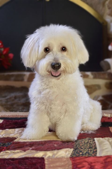狗 白色的 宠物 可爱的 动物 犬类 国内的 肖像 小的