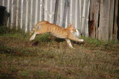 猫 小猫 红虎斑 红猫 年轻的猫 鲭鱼 猫孩子