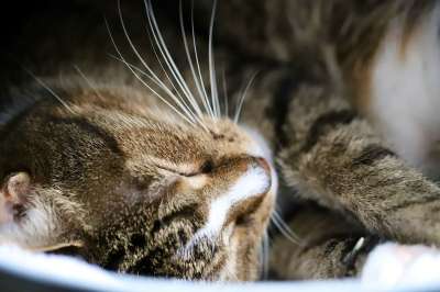 猫 宿醉 晶须 欧洲短毛 鲭鱼 家猫 睡着了 家畜 动物