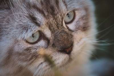 猫 动物 国内动物 国内的猫 猫科动物