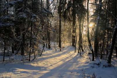 冬季 雪 视图 森林 树木 景观 性质 白色的 比尔 太阳